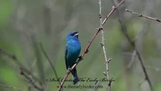 INDIGO BUNTING male singing Passerina cyanea [upl. by Prosper882]