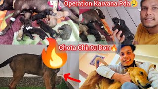 Apbt Female Ka Operation Karvana Pda😢Tab Hua Puppies🐶Chintu Return🔥 [upl. by Aelyk]