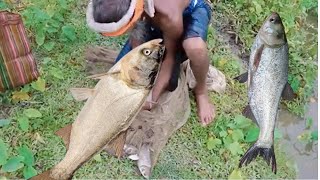 Amazing Cast Net Fishing  Big Fish Hunting in Village Pond [upl. by Otecina925]