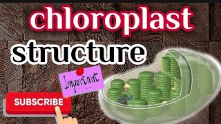 chloroplast  chloroplast diagram explain in telugu  chloroplast diagram [upl. by Mcnamara]