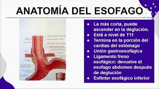 Esófago Anatomía histología embriología [upl. by Ezarra]