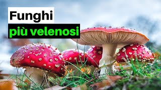 7 FUNGHI PIÙ VELENOSI dItalia e non solo [upl. by Gawlas691]