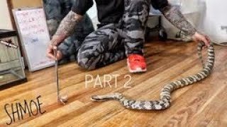 FEEDING CRIBOS  FALSE WATER COBRAS pt 2  WHAT IS A BEGINNER SNAKE [upl. by Annaicul398]