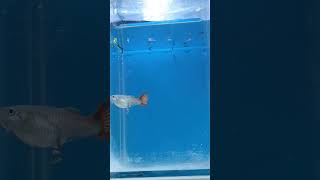 Guppy Giving Birth guppies fishbreeder aquarium [upl. by Aynahs]