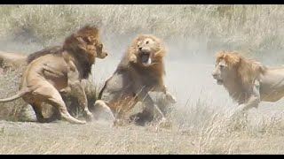 Fight of 4 lions vs 1 part I of V [upl. by Drofiar339]