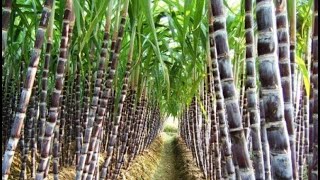 Use of BioFertilizer for Sugarcane GrowthHindi [upl. by Annaeed214]