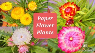 How to Grow and Care Helichrysum plant  Paper Flowers  Paper Flower Plant ki Dekhbhal kaise kare [upl. by Grosvenor]