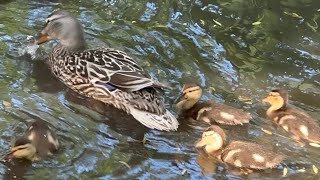 DUCKLINGS FOLLOWING THEIR MOTHER  duckling ducklings duck ducksswimminginpond ducks birds [upl. by Darsie579]