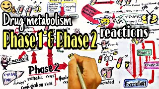 Biotransformation of drugs part 2  phase 1 amp 2 reactions  Pharmacokinatic [upl. by Dachi]