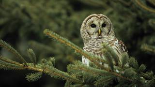 Voices Barred Owl [upl. by Edyaw]