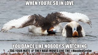 The hooded grebe  Dance like nobodys watching  The Meme that went VIRAL with 50 million views [upl. by Eedyah]