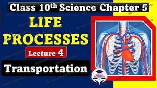 Life Processes Class 10 Science Biology  Lecture 4 Transportation  CBSE ScienceEdustation [upl. by Greiner]