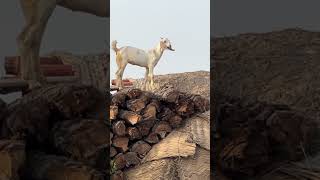 Goats in Khairpur goat goats goatlovers goatfarming goat trending subscribe animals love [upl. by Aicinoid81]