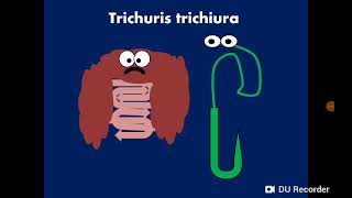 Trichuris trichiura Whipworm ذات السوط [upl. by Nostaw]