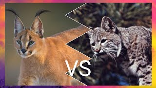 Caracal vs Bobcat [upl. by Lalita843]