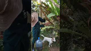 Propagation of Birds Nest Fern From Spores [upl. by Twyla]