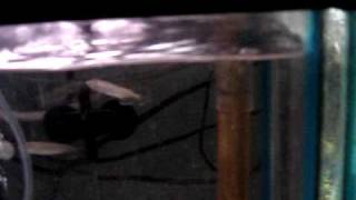 Jardini Arowana Fry For Sale Australian Arowana [upl. by Yusem]