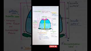 🚨NOTES😎 🗒️HANDWRITTEN quotCEREBELLUMquot shorts anatomy notes [upl. by Neelrahc838]