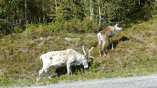 My trip to Härjedalen Sweden summer 2023 [upl. by Ellehcim201]