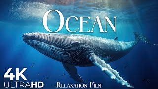 The Ocean Film 4K  Deep Relaxation and Nature Underwater  Video Ultra HD [upl. by Trawets147]