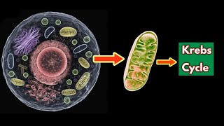 Krebs Cycle  Explained with Animation [upl. by Llerroj778]