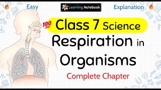 Class 7 Respiration in Organisms [upl. by Jolanta22]