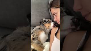 Kissing my Half Asleep Pup to See Her Reaction 😍🥺 [upl. by Ibbie742]