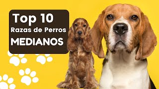 ¡Top 10 Razas de Perros Medianos Más Populares [upl. by Fidelas373]