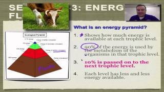 Chapter 3 Part 4  Ecological Pyramids [upl. by Charry]