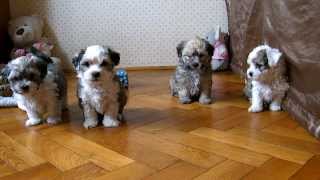 bichon havanese puppies [upl. by Venterea]