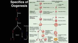 Genetics  Process of Oogenesis [upl. by Lahcsap]