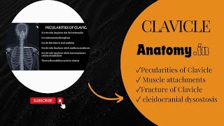 Anatomy  Clavicle  Pecularities  Fracture  cleidocranial dysostosis  anatomy 3danimation [upl. by Acinahs680]