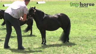 Royal Melbourne Horse Show 2013  Led Miniature Pony [upl. by Alimac]