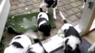 Friese Stabij pups of 101 Dalmatiërs [upl. by Annoel]