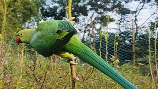 GREEN 💚 PARROT parrottalking parrots pegion parrotvideo [upl. by Calv]