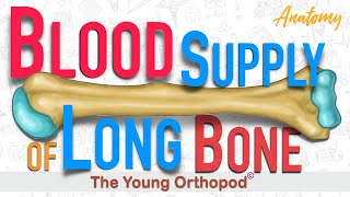 Blood Supply of Long Bone  ANIMATION  USMLE  Anatomy Lecture  NEET PG MRCS The Young Orthopod [upl. by Atalie]