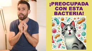 ¿Qué es la infección bacteriana de Staphylococcus aureus en gatos [upl. by Juliette153]