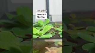 A Simple Lowtech No Filter Nano Walstad Aquarium ❤️🍀🦐🐟 shorts [upl. by Juni]