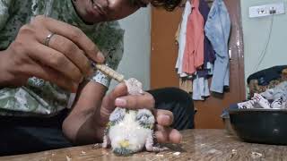 sun conure baby Hand feeding feeding birdfeeding sunconure sunconurebirds sunconureparrot [upl. by Macegan521]