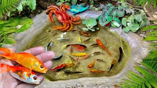 catch bettafish koi fish channa black ghost manfish and millions of other animals [upl. by Kazue60]