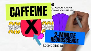 2Minute Neuroscience Caffeine [upl. by Dnaltiac]