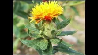 Safflower Oil Health Benefits [upl. by Sila249]