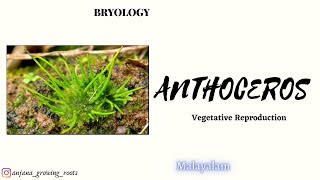 Vegetative Reproduction Of Anthoceros  Malayalam  Tubers  Gemmae  Apospory [upl. by Anaiviv]