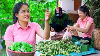 Harvesting A Lot Of Snake Gourd From Vegetable Garden for Cooking amp Goes to Market Sell  Mu Spring [upl. by Anyehs]