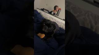 Benny ❤️ dog pugged toybreed puppy puggie toydog toydogbreed [upl. by Otreblon63]