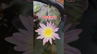 Ostara tropical waterlily youtube gardening shortvideo garden gardenflowers waterplants [upl. by Ytsur3]