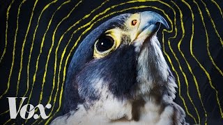 Why peregrine falcons are the fastest animals on earth [upl. by Nich]