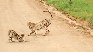 Serval vs Cheetahs [upl. by Jodi527]