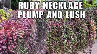 HANGING SUCCULENT RUBY NECKLACE  EASY TO PROPAGATE AND GROW SUCCULENTS  Pinay in Australia [upl. by Edith]