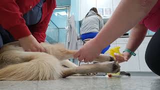 Canine saphenous venipuncture [upl. by Esenahs203]